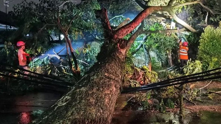 Didominasi Pohon Tumbang, Aksi Cepat Pemkot Bogor Tangani 16 Insiden Bencana Pasca Hujan Deras