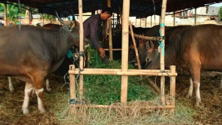 Pemkot Bogor Tegas Melarang Pedagang Hewan Kurban Jualan di Area Publik, DKPP Turunkan Tim Pemeriksaan