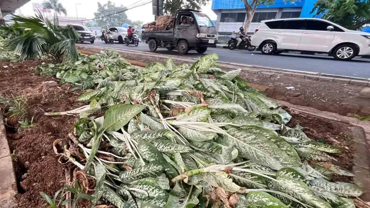 Tanaman Hias di Bawah Flyover Jalan Sholeh Iskandar Bogor