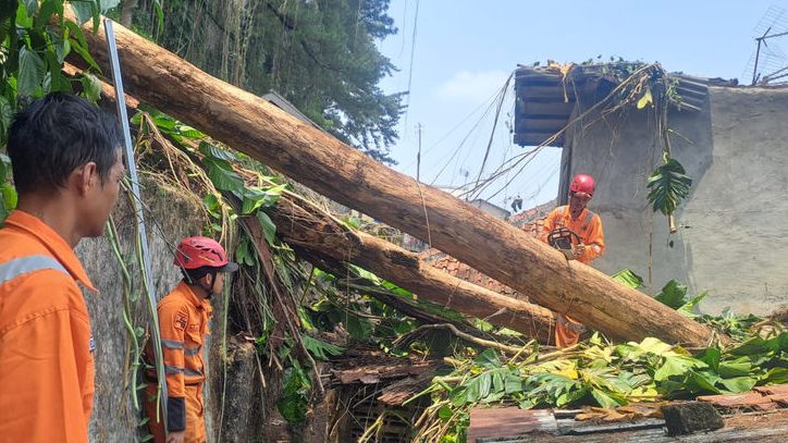 Baru Diguyur Hujan Sehari, Dua Pohon Tumbang Timpa Rumah hingga Tutup Akses Warga di Bogor
