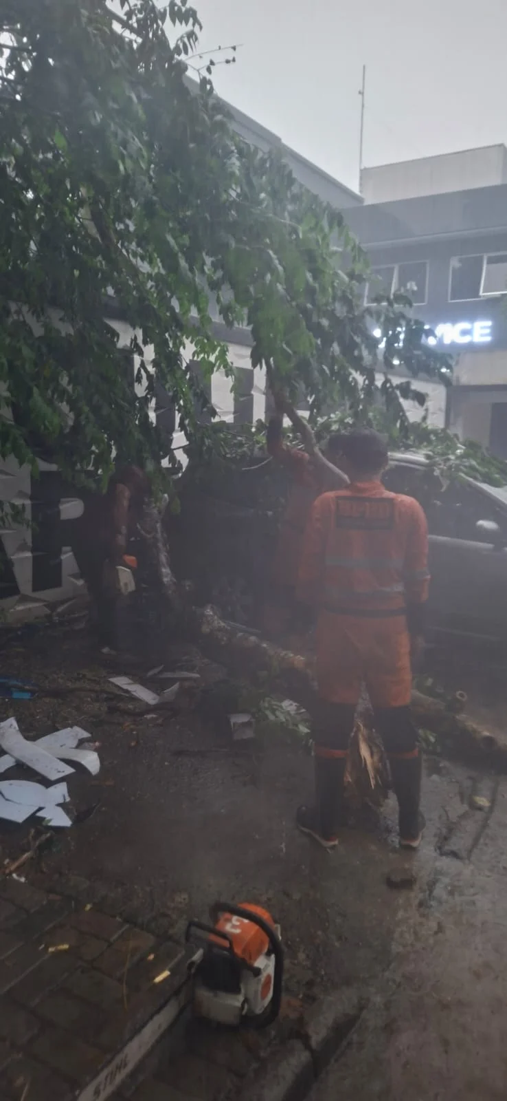 Hujan deras dan angin kencang menyebabkan pohon tumbang di Jalan Raya Pajajaran, tepatnya dekat Mie Gacoan, Rabu 28 Oktober 2026.