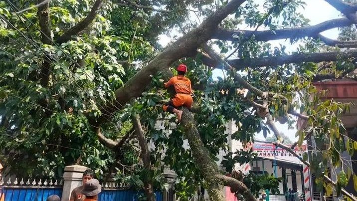 Pohon Durian Setinggi 20 Meter Tumbang Timpa Rumah Tetangga, Mana Lagi Berbuah Banyak